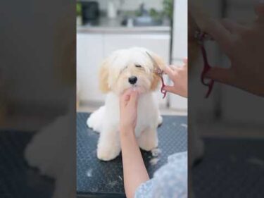 モッサモサなマルプーをバッサリカットしたら・・・✂️