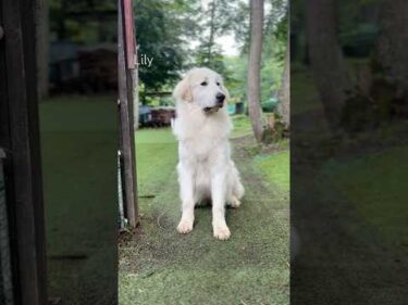 Lily リリー #greatpyrenees #todaysrunrun #グレートピレニーズ #今日のルンルン