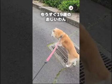 軽やかすぎる19歳のおじいわん｜PECO