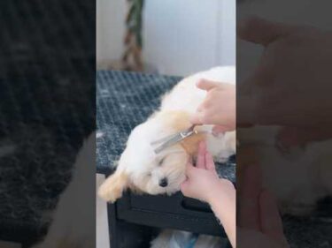 【動画全編は⬆️】トリミング中にぐっすり眠ってしまう子犬
