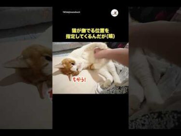 撫でる位置指定してくるんだが🤭｜PECO