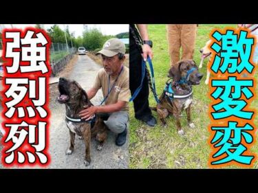 強烈に吠えるプロットハウンド幼年期から二年間ネグレクトの末に保健所持込