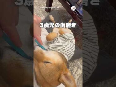 我が家の3歳児が良い子すぎる｜PECO