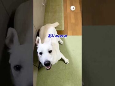 頼むから落ち着いて😂｜PECO