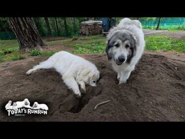 番犬も一緒、穴掘りも一緒、いつも一緒のベルとリリーです　Great Pyrenees　グレートピレニーズ