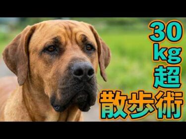 【大型犬】30Kgオーバーの犬の散歩オススメトレーニング 土佐犬とっさんとやってみた