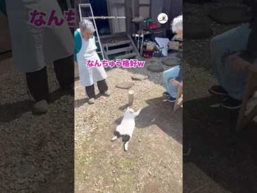 庭で伸びきってる猫w｜PECO