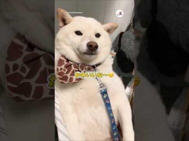 14歳の柴犬が可愛すぎる｜PECO