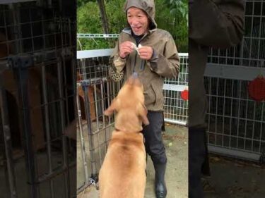 この犬トイプードルにならんか？
