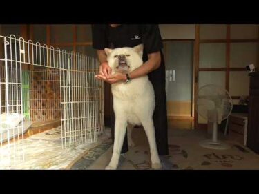 【秋田犬ゆうき】こんなに優しい飼い主は絶対に怪しいと警戒していたらフィラリア薬の日でした【akita dog】