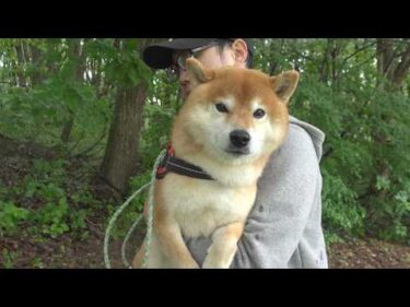 ある群れに遭遇し、急きょ散歩を中断しました