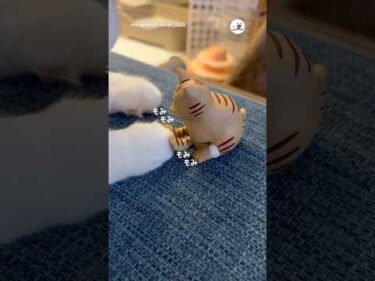 ふみふみする猫、される猫｜PECO