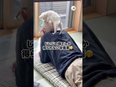 じいじの頭でしか得られない栄養素🤭｜PECO