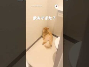 トイレが大好きすぎる猫さん｜PECO