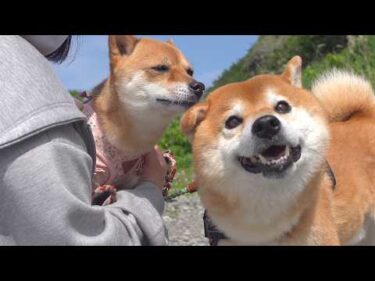 怖かった日の翌日、柴犬兄妹の様子が変わりました