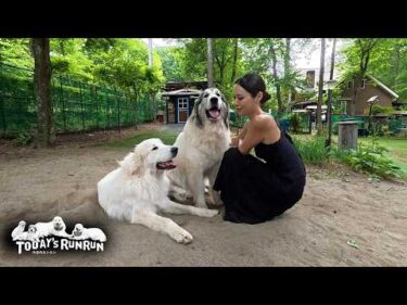 ミスユニバースジャパン長野県代表をお迎えしたアランとベルとリリーです　Great Pyrenees　グレートピレニーズ
