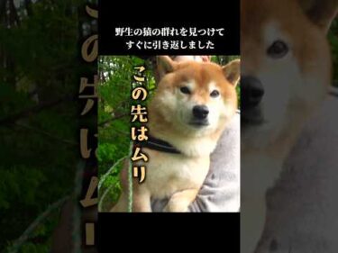 お出かけ中に野生の猿の群れを見つけ、柴犬は引き返すことにしました #shibainu #猿 #怖い