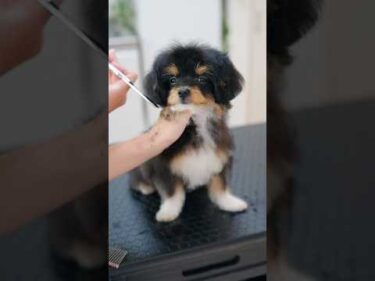 小さなチワプーの子犬が初カットで・・・
