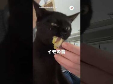 お芋を無心で頬張る猫｜PECO