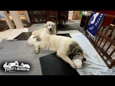 リリーが遊んでいた受け皿で遊びたくて横取りしたベルです　Great Pyrenees　グレートピレニーズ