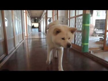 【秋田犬ゆうき】犬らしく飼い主さんおかえり♪と出迎えたいけどお昼寝中はなかなか難しい【akita dog】
