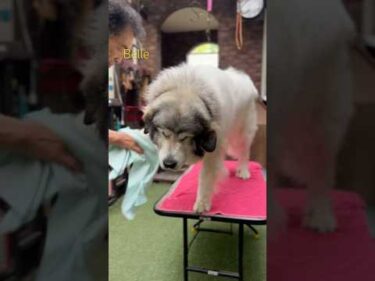 Belle ベル #greatpyrenees #todaysrunrun #グレートピレニーズ #今日のルンルン