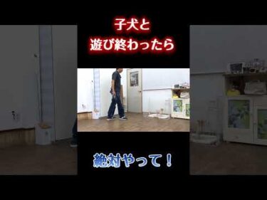 子犬との遊び終わりに必ずやってください【犬のしつけ】