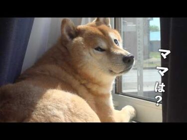 ママが心配‥柴犬は窓から離れませんでした