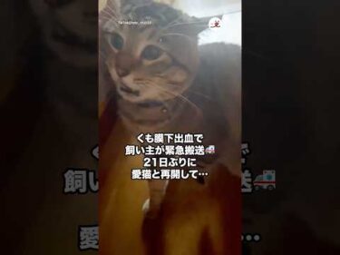 緊急搬送されて21日ぶりに愛猫との再会したら…｜PECO