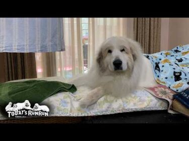 外は暑いので…家の中でのんびりダラダラ過ごすアランとベルとリリーです　Great Pyrenees　グレートピレニーズ