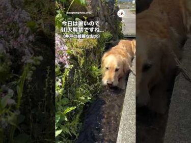 川犬の季節｜PECO