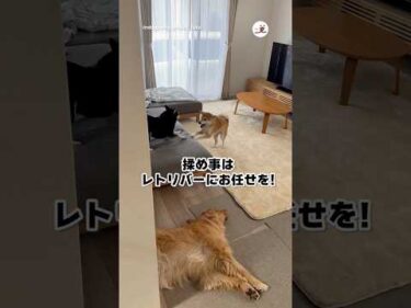 仲裁するゴールデンレトリバー｜PECO