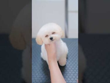 眠すぎてフラフラになっちゃう子犬😪💤