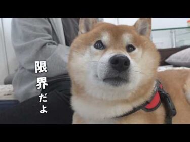 大好きな実家にきたのに、柴犬は涙目になりました