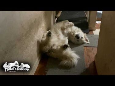 ソファーのバンド外しに成功し、どうだ！と余裕を見せつけるリリーです　Great Pyrenees　グレートピレニーズ