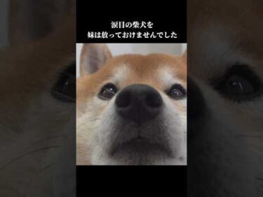 涙目の柴犬兄を妹は放っておけませんでした #犬のいる暮らし #shibainu #優しい