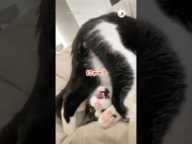 起きたら隣でケツを見せてきた｜PECO