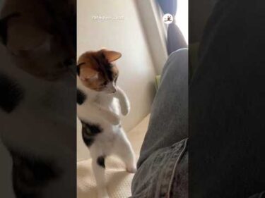 勢いをつけるときはこうなる猫｜PECO