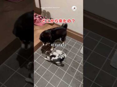 陽キャ猫に戸惑う黒柴さん｜PECO