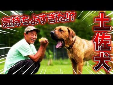 【土佐犬】とっさん初めてのブラッシング