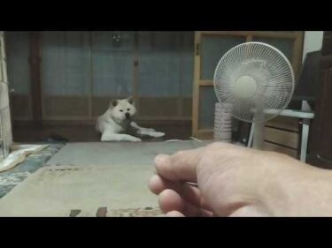 【秋田犬ゆうき】なんでそんなのに騙されるの？と思われるかもしれないけどボクは引っ掛かる【akita dog】