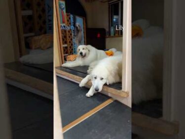 Alain Lily #greatpyrenees #todaysrunrun #グレートピレニーズ #今日のルンルン