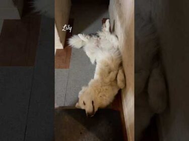 Lily リリー #greatpyrenees #todaysrunrun #グレートピレニーズ #今日のルンルン