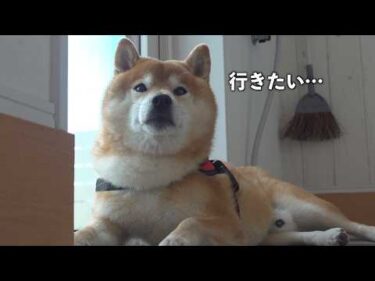 この日、庭に出れませんでした