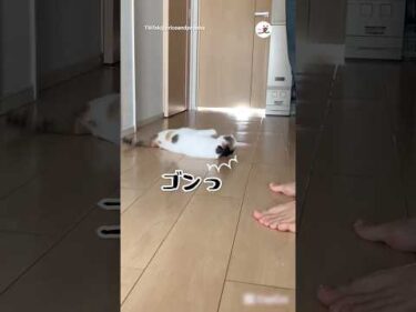 ベストなゴロン見つけました｜PECO