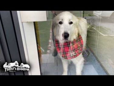 シャンプーでつかの間の白さを取り戻したリリーです　Great Pyrenees　グレートピレニーズ