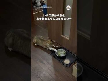 【検証】レタス入れたら水飲んでくれるのか｜PECO