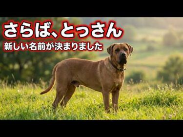 【土佐犬】とっさんのお伝えしたいこと