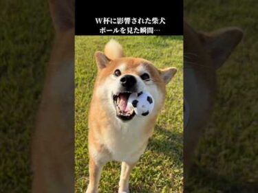 W杯に影響された柴犬、本気になる  #shibainu #犬のいる暮らし #サッカー #soccer