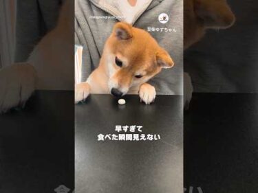 ボーロが一瞬で無くなる｜PECO